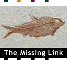 The Missing Link